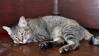 CAT 34