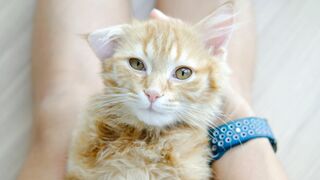 CAT 35
