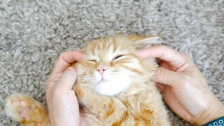 CAT 39