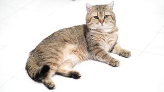 CAT 40