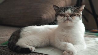 CAT 41