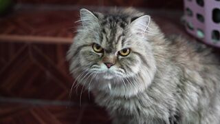 CAT 44
