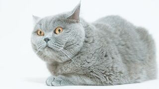 CAT 46