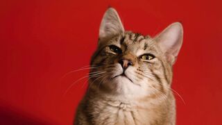 CAT 47