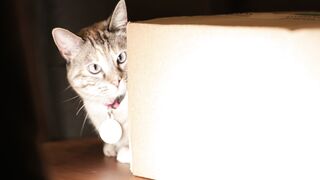 CAT 48
