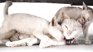 CAT 49