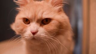 CAT 50