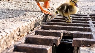 Her baby was trapped… and she refused to leave until someone came to help. 🥺🦆