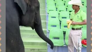 Gara gara Pisang