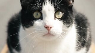 CAT WAS TRAPPED IN THE MIDDLE OF THE HIGHWAY…
