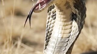 Cobra braba
