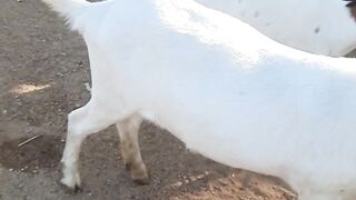 Feira de cabrito 5