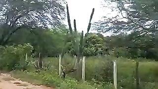 Fazenda 3