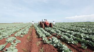 CABBAGE FARM 2