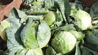 CABBAGE FARM 2 2