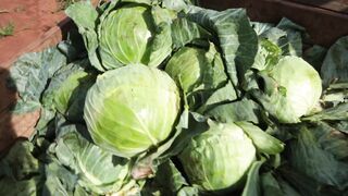 CABBAGE FARM 5