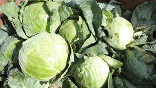 CABBAGE FARM 6