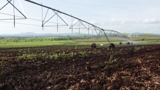 CABBAGE FARM 7