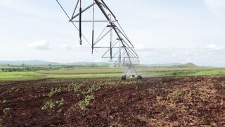 CABBAGE FARM 9