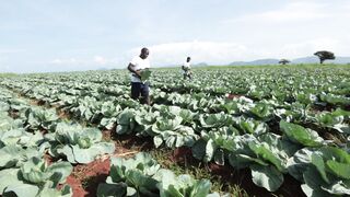 CABBAGE FARM 10