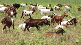 Goats on a farm, Lucala, Angola 11