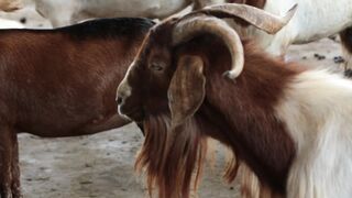 Goats on a farm, Lucala, Angola 39