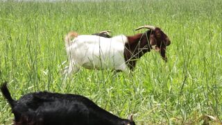 Goats on a farm, Lucala, Angola 37