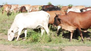 Cattle on a farm 60