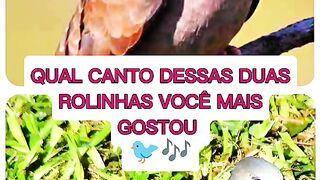Rolinha