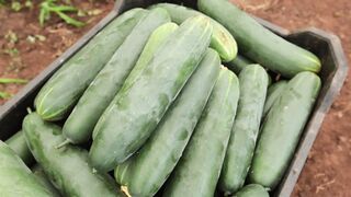 CUCUMBER FARM 2