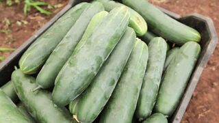 CUCUMBER FARM 3