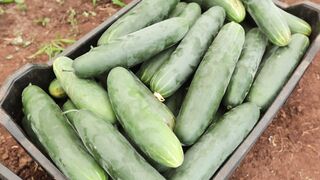 CUCUMBER FARM