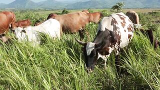 Cattle on a farm 66
