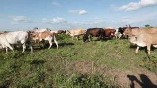 Cattle on a farm 75