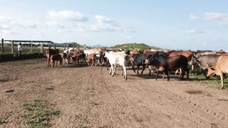 Cattle on a farm 91