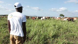Cattle on a farm 69