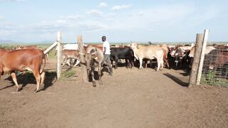 Cattle on a farm 93