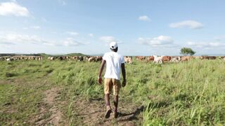 Cattle on a farm 73