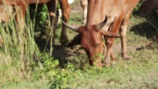 Cattle on a farm 62