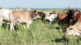 Cattle on a farm 64