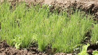 CHIVES 1
