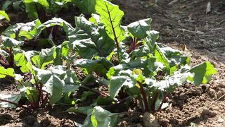 BEETROOT LEAVES