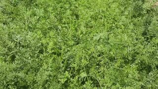 CARROT LEAVES