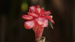 FLOWER PORCELAIN ROSE 11
