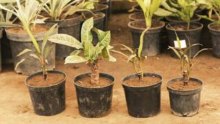 PLANTS GROW IN THE POT 4