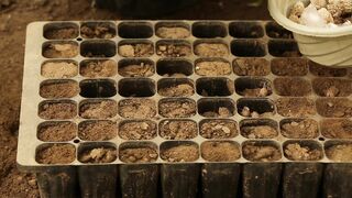 PUT SEEDS IN THE VASE 3