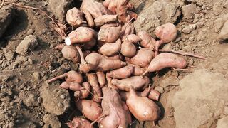 SWEET POTATO 4