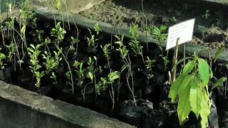 AVOCADO TREE