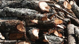 CUT TREES 4