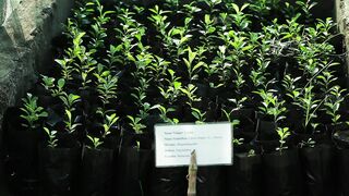 LEMON PLANT